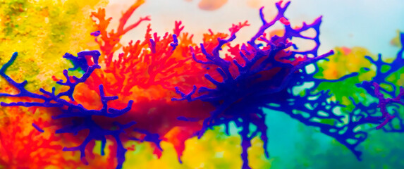 Obraz na płótnie Canvas Algas y corales