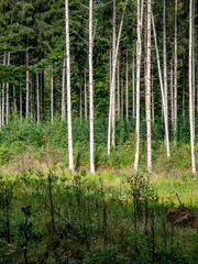 Wiederaufforstung im Mischwald