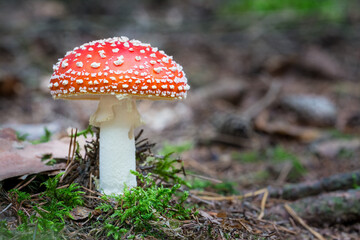 Beautiful fly agaric mushroom in green moss on blurry natural forest background. Amanita muscaria. Closeup a toxic toadstool with white warty patches on red cap growing in dry needles on brown ground.