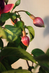 Macro photo of a red pupil on a flower branch with green leaves