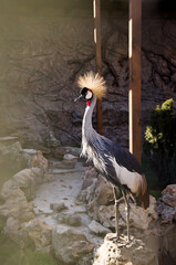 Crowned crane stands on a stone in the zoo