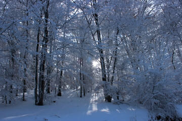 Sun rays peaking through the trees covered with snow in winter 