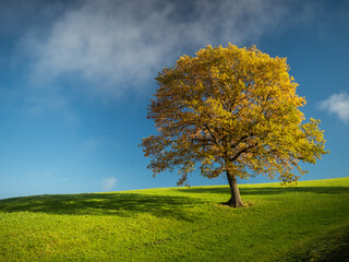 Einsamer Baum im Herbst auf grüner Wiese vor blauem Himmel