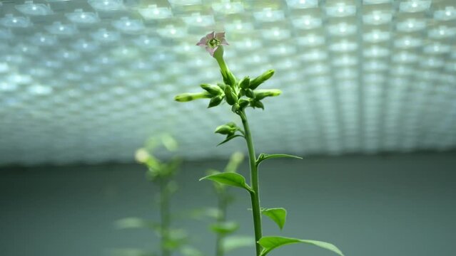 Science tobacco Nicotiana tabacum biotechnology phytotron laboratory flower bloom blossom leaves gmo, research medical plants experimental medicinal purposes, led light genetically modified organism