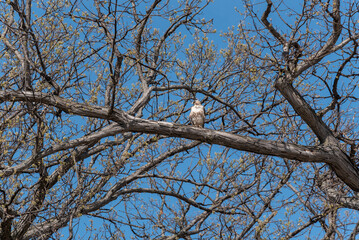 A Red-tailed Hawk Perched On A Tree Limb