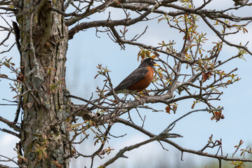 An American Robin Perched In A Tree In Spring