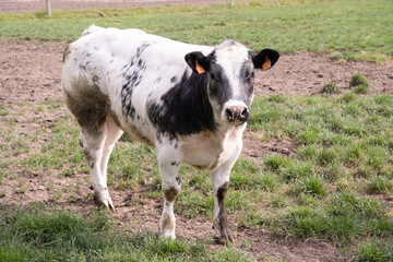 a beautiful white cow graze in a corral on green grass in a countryside