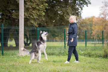 The girl and the husky dog, the girl throws dog food to the husky.