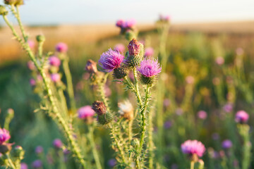 Flower heads of plumeless thistle closeup.