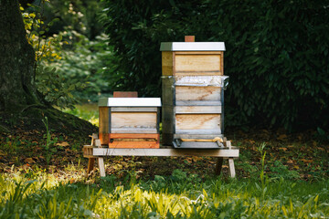 beehive under a tree on a meadow in the evening light