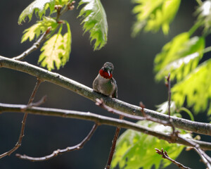 a ruby throated hummingbird (Archilochus colubris) backlit on a branch