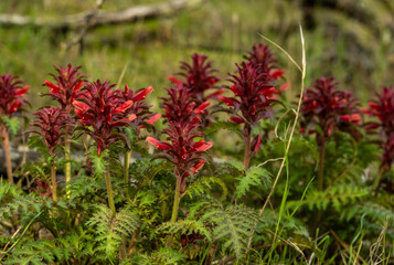 Deep Red Flowers Bloom Along Trail In Early Spring