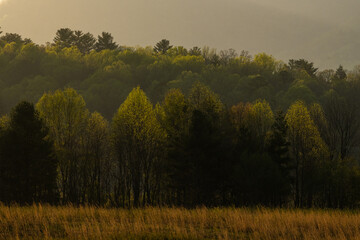 Early Spring Greens Begin To Emerge Across The Forest Edge