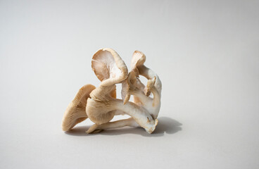 Oyster Mushrooms