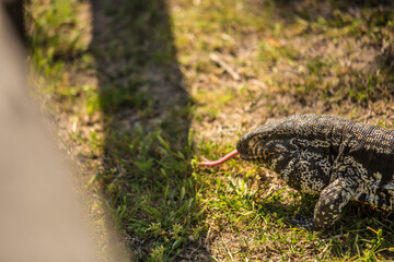 Lagarto Overo