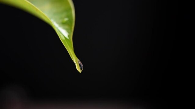 Water drop dew forming on green leaf. High quality 4k footage