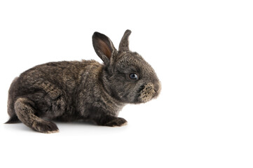 Cute little rabbit on a white background, isolated