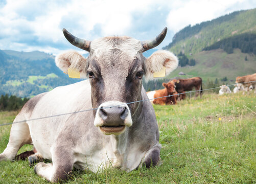 Cow lying in front of scenic mountain landscape while ruminating or chewing the cud. Alpine grey cattle known as Rhaetian Grey, Rätisches Grauvieh or Albulah. Entlebuch, Swizterland. Selective focus.