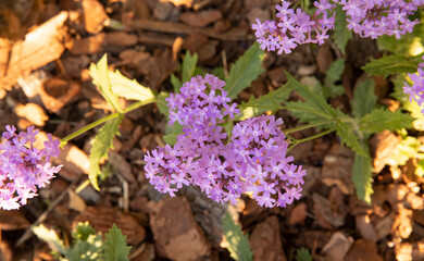 Floral. Top view of Glandularia purple flowers, blooming in the park.