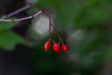初秋の森の中で見つけた赤い木の実