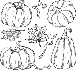 Pumpkins autumn halloween set. October elements for postcard