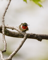 a ruby throated hummingbird (archilochus colubris) with iridescent gorget perched sideways on a branch
