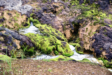 チャツボミゴケ公園