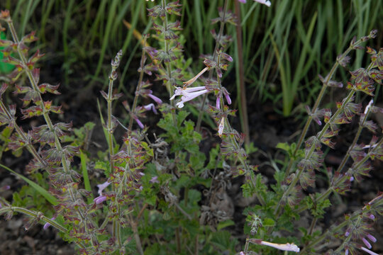 Closeup view of Salvia scabra, also known as Coast blue sage, green leaves and purple tubular flowers, blooming in the garden. 