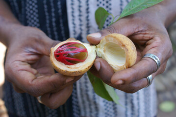 Fresh nutmeg from the tree. Sri Lanka, botanical garden