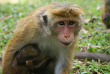 Macaque ape monkey portrait at Sri Lanka. Monkey mom holding a baby monkey. An animal in the wild