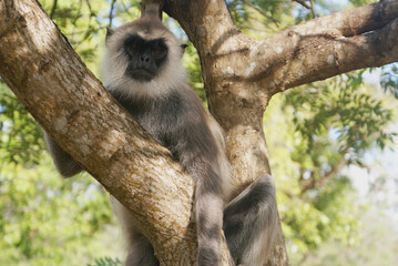 Gulman monkey portrait at Sri Lanka. Monkey sitting on a tree. An animal in the wild