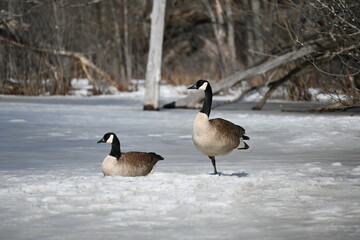 Canada goose couple resting on frozen lake