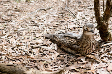 the bush stone curlew is cream and brown
