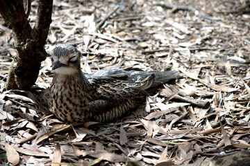 the bush stone curlew is cream and brown