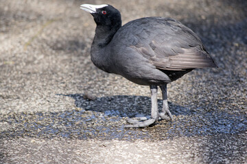 The Eurasian coot is a black bird with a white frontal shield