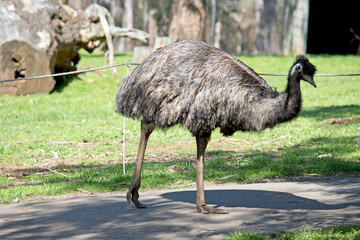 this is a side view of an emu walking