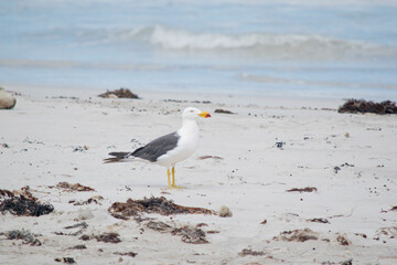the Pacific gull has a white body and head and black wings with a yellow beak and red on the tip