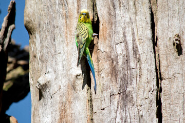 Fototapeta premium the parakeet is a small green and yellow bird