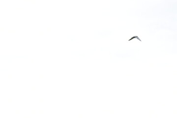 blurry tern