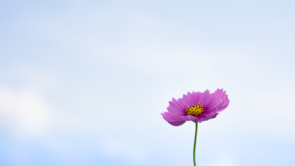野原にたくさん咲いた全盛期のコスモスの花