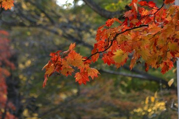 ライトアップされた紅葉