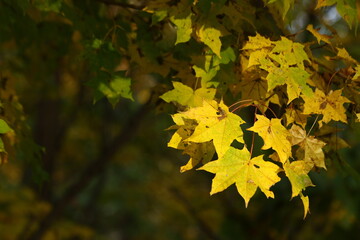 ライトアップされた紅葉