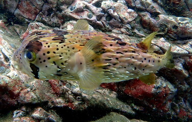 Costa Rica Pacific sea life