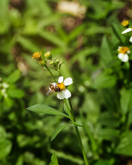 Been in flower