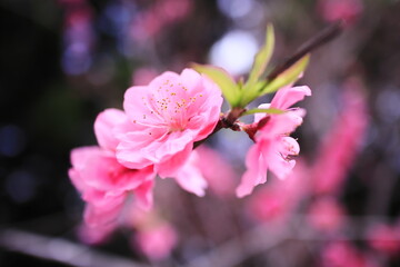 春の美しい梅の花