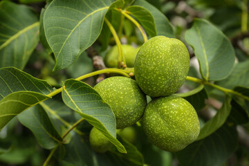 Green unripe walnuts on tree branch outdoors, closeup