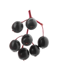 Bunch of black elderberries (Sambucus) on white background