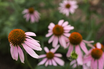 Beautiful pink Echinacea flowers growing outdoors, closeup