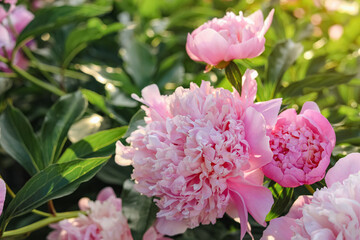 Blooming peony plant with beautiful pink flowers outdoors, closeup