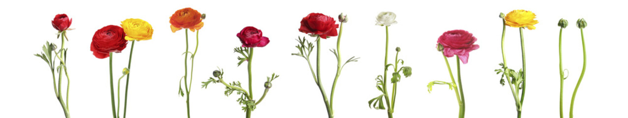 Set with beautiful spring ranunculus flowers on white background. Banner design